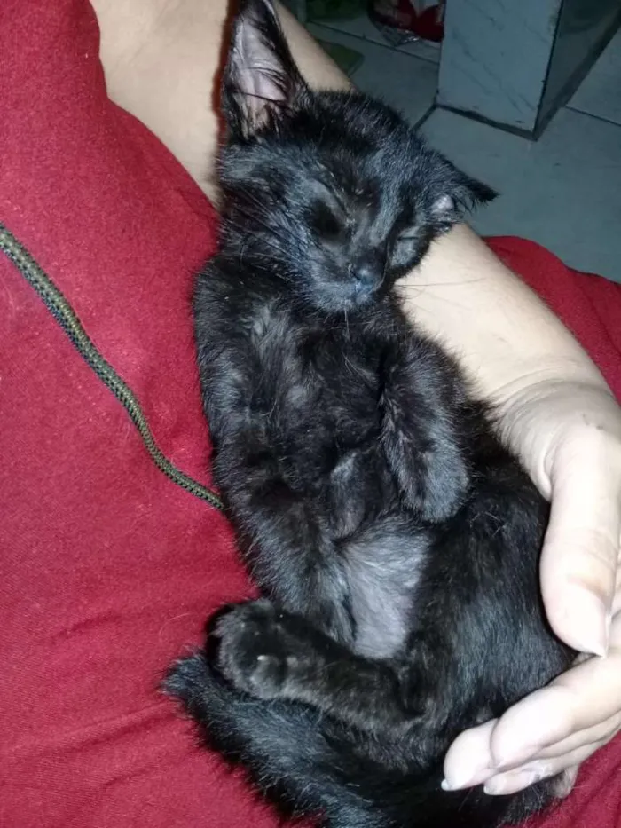Gato ra a  idade Abaixo de 2 meses nome Sem nome