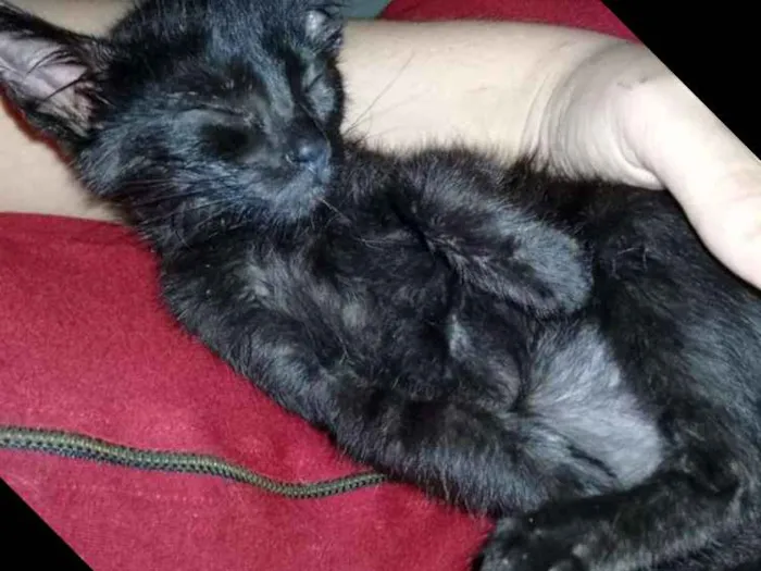Gato ra a  idade Abaixo de 2 meses nome Sem nome