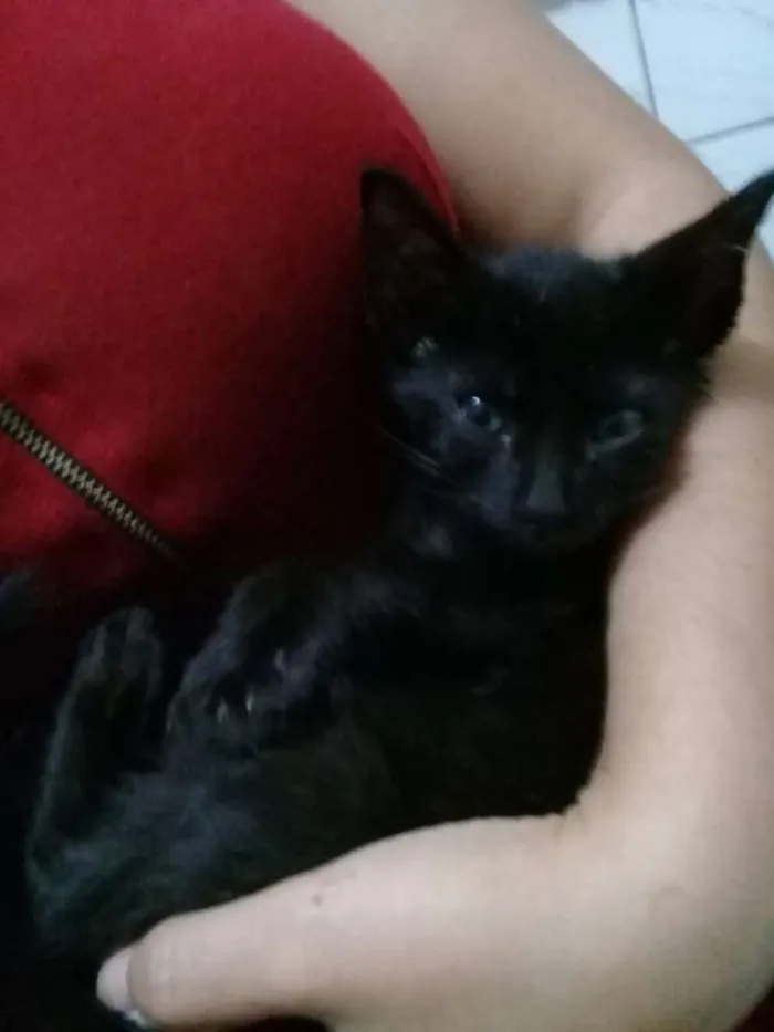 Gato ra a  idade Abaixo de 2 meses nome Sem nome