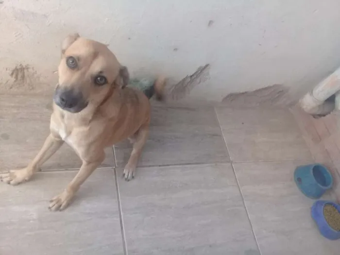 Cachorro raça Vira lata idade 1 ano nome Pingo 