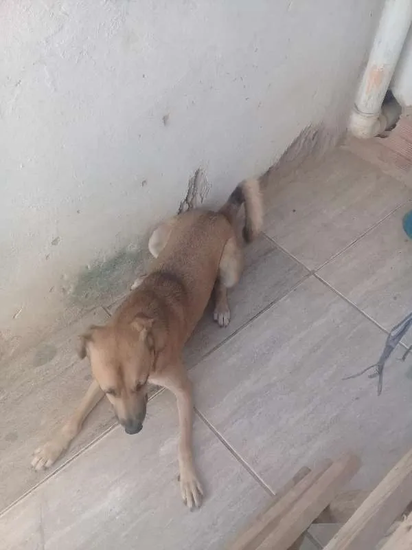 Cachorro raça Vira lata idade 1 ano nome Pingo 