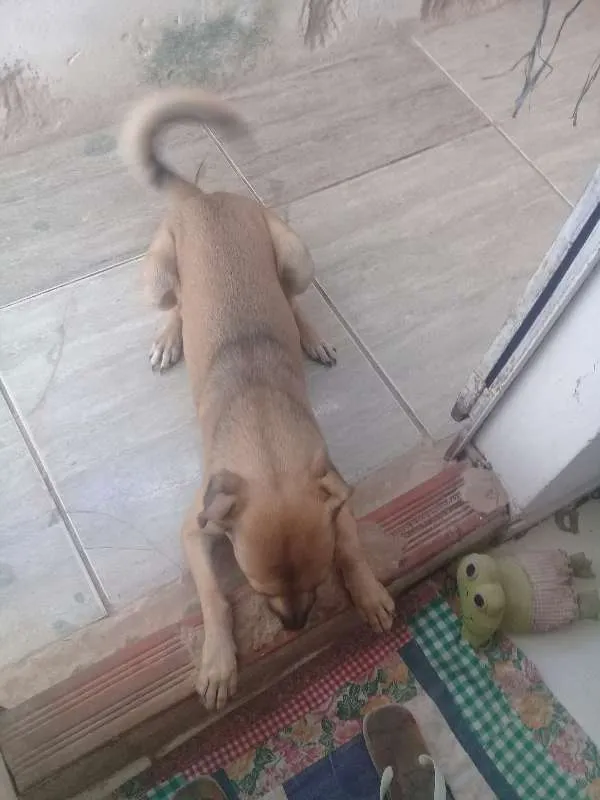 Cachorro raça Vira lata idade 1 ano nome Pingo 