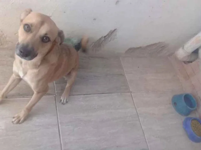 Cachorro raça Vira lata idade 1 ano nome Pingo 