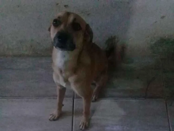 Cachorro raça Vira lata idade 1 ano nome Pingo 