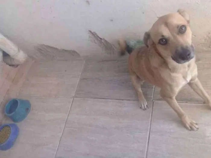 Cachorro raça Vira lata idade 1 ano nome Pingo 