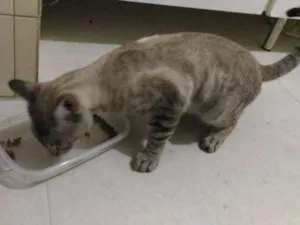 Gato raça SRD idade 7 a 11 meses nome Lince