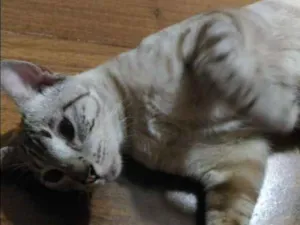 Gato raça SRD idade 7 a 11 meses nome Lince