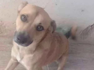 Cachorro raça Vira lata idade 1 ano nome Pingo 
