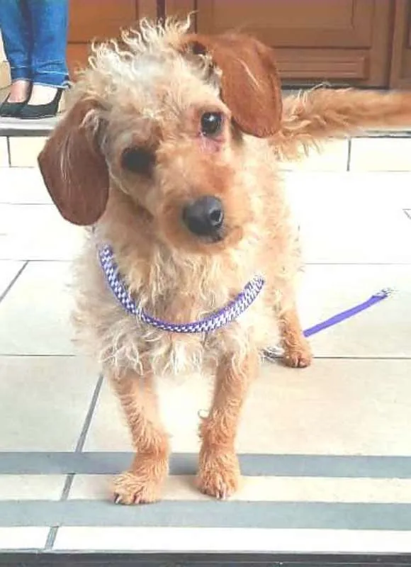 Cachorro ra a SRD idade 3 anos nome Bidu