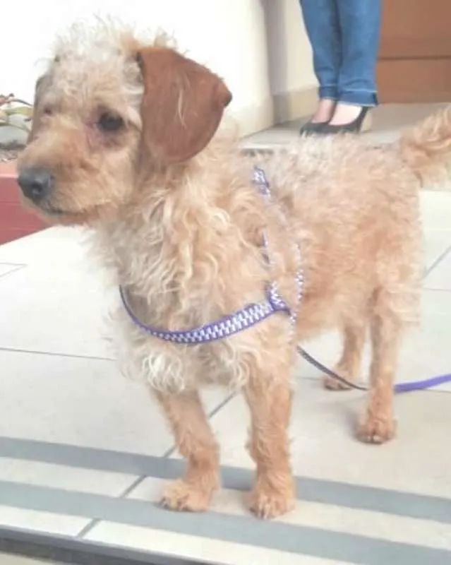 Cachorro ra a SRD idade 3 anos nome Bidu