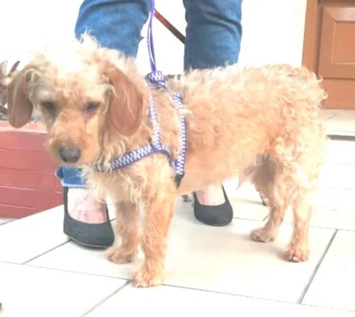 Cachorro ra a SRD idade 3 anos nome Bidu