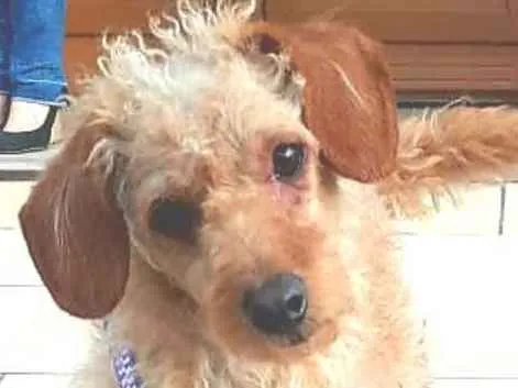 Cachorro ra a SRD idade 3 anos nome Bidu