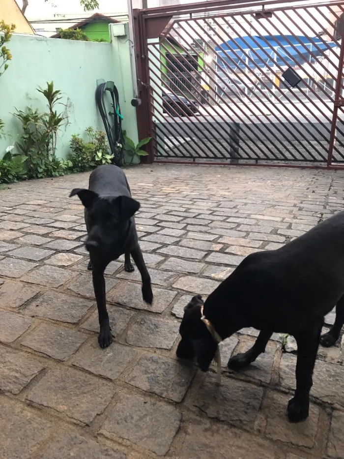 Cachorro ra a Sdr idade 2 anos nome Rocha e Caverna