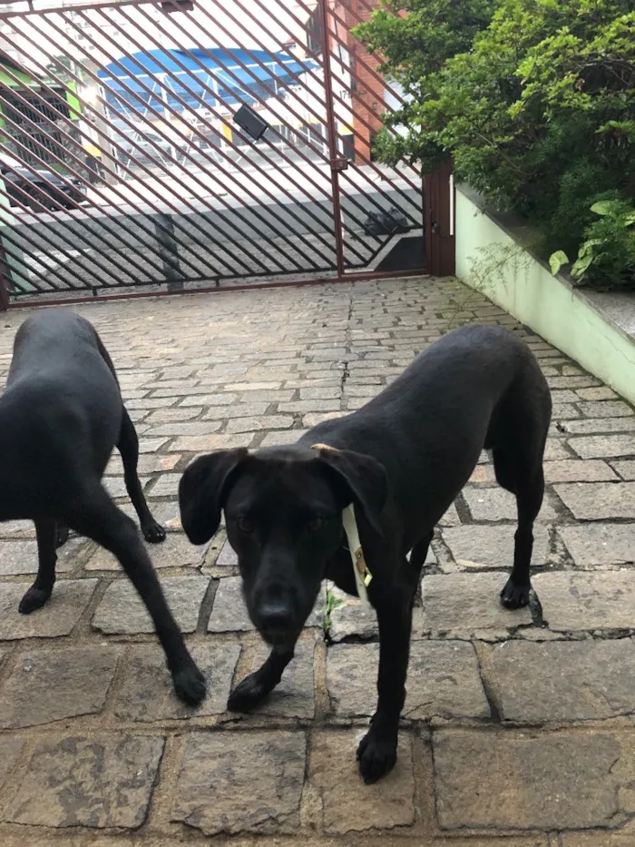 Cachorro ra a Sdr idade 2 anos nome Rocha e Caverna