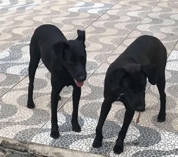 Cachorro ra a Sdr idade 2 anos nome Rocha e Caverna