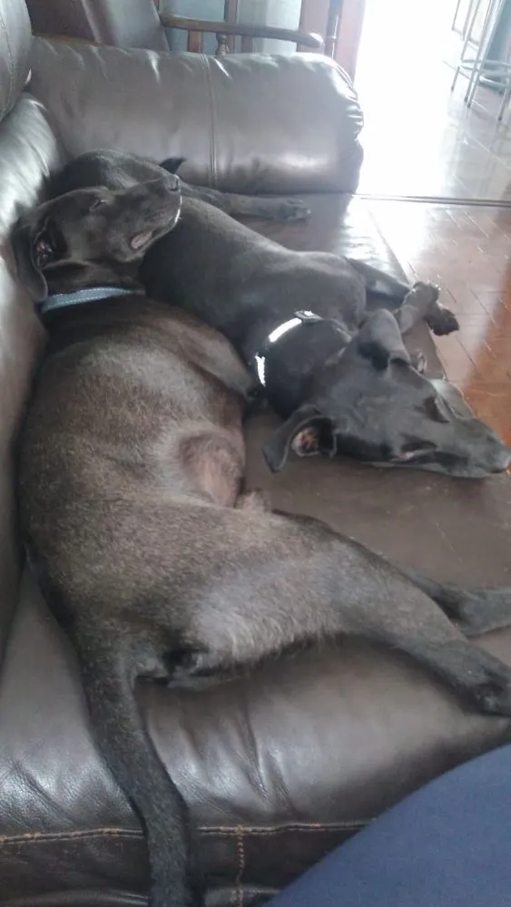 Cachorro ra a Sdr idade 2 anos nome Rocha e Caverna