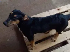 Cachorro raça Basset com outra raça que nao  idade 2 a 6 meses nome Nina