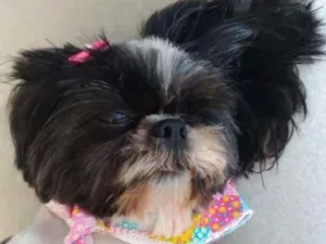 Cachorro raça shitzu idade 5 anos nome Sendy
