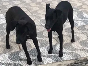 Cachorro raça Sdr idade 2 anos nome Rocha e Caverna