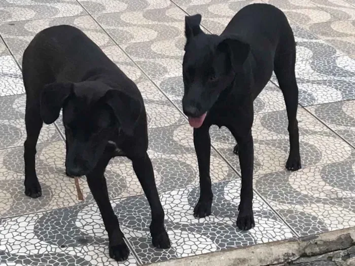 Cachorro ra a Sdr idade 2 anos nome Rocha e Caverna