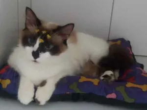 Gato raça Srd idade 2 anos nome Marie