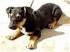 Cachorro raça Basset com outra raça que nao  idade 2 a 6 meses nome Nina