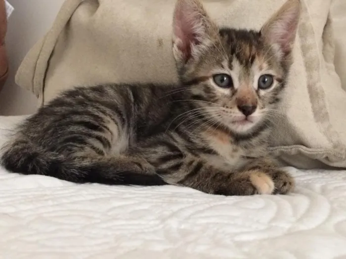 Gato ra a Não definida idade 2 a 6 meses nome Sem nome