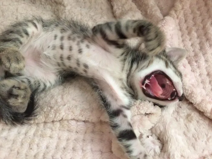 Gato ra a Não definida idade 2 a 6 meses nome Sem nome