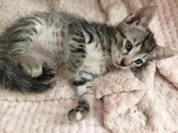 Gato ra a Não definida idade 2 a 6 meses nome Sem nome