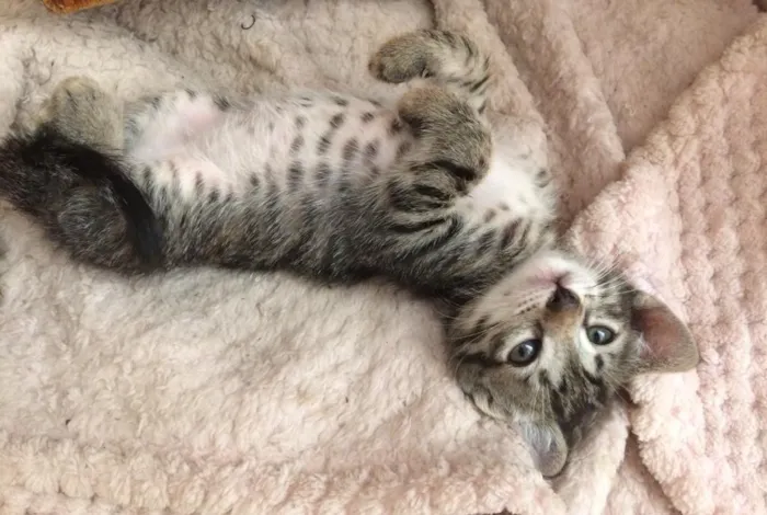 Gato ra a Não definida idade 2 a 6 meses nome Sem nome