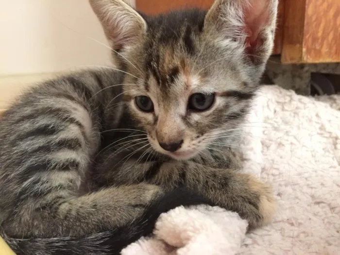 Gato ra a Não definida idade 2 a 6 meses nome Sem nome