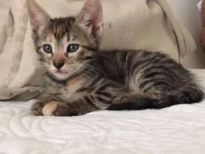 Gato raça Não definida idade 2 a 6 meses nome Sem nome