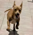 Simba