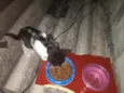 Gato 