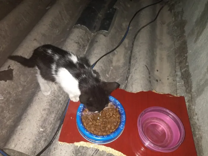 Gato ra a  idade Abaixo de 2 meses nome Gato 