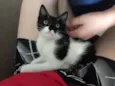 Gato 