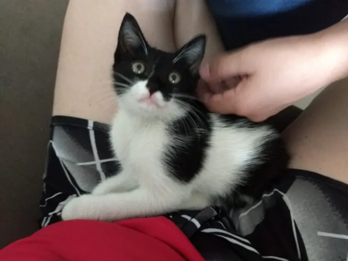 Gato ra a  idade Abaixo de 2 meses nome Gato 