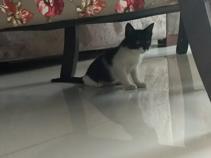 Gato ra a  idade Abaixo de 2 meses nome Gato 