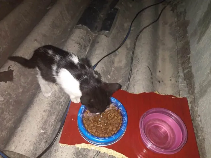 Gato ra a  idade Abaixo de 2 meses nome Gato 