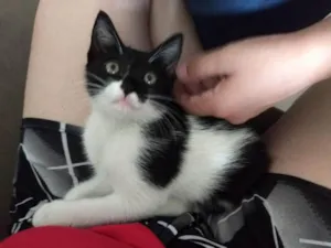 Gato raça  idade Abaixo de 2 meses nome Gato 