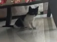 Gato 