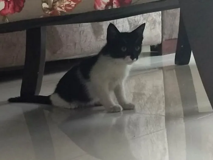 Gato ra a  idade Abaixo de 2 meses nome Gato 