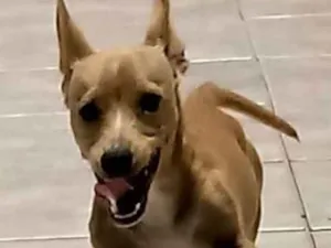 Cachorro raça não sei idade 2 a 6 meses nome Simba