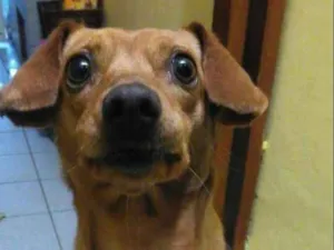 Cachorro raça Vira lata  idade 2 anos nome July 