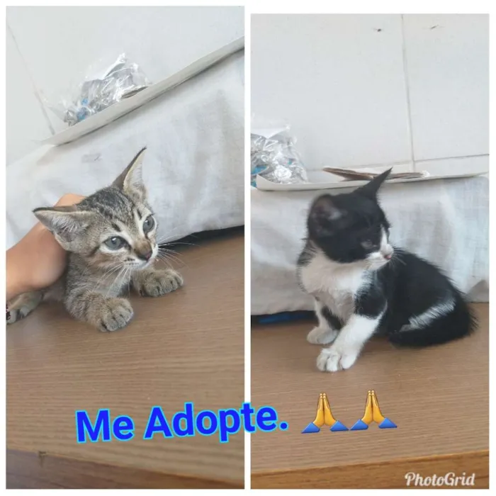 Gato raça  idade 2 a 6 meses nome Querubim. Neron