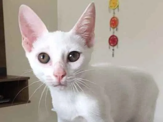 Gato ra a  idade Abaixo de 2 meses nome Lóra