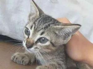 Gato raça  idade 2 a 6 meses nome Querubim. Neron