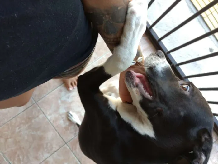 Cachorro ra a Vira lata com Pitbull idade 2 a 6 meses nome Zeus