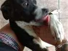 Cachorro raça Vira lata com Pitbull idade 2 a 6 meses nome Zeus