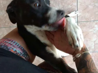Cachorro raça Vira lata com Pitbull idade 2 a 6 meses nome Zeus